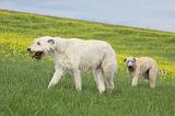 IRISH WOLFHOUND 037